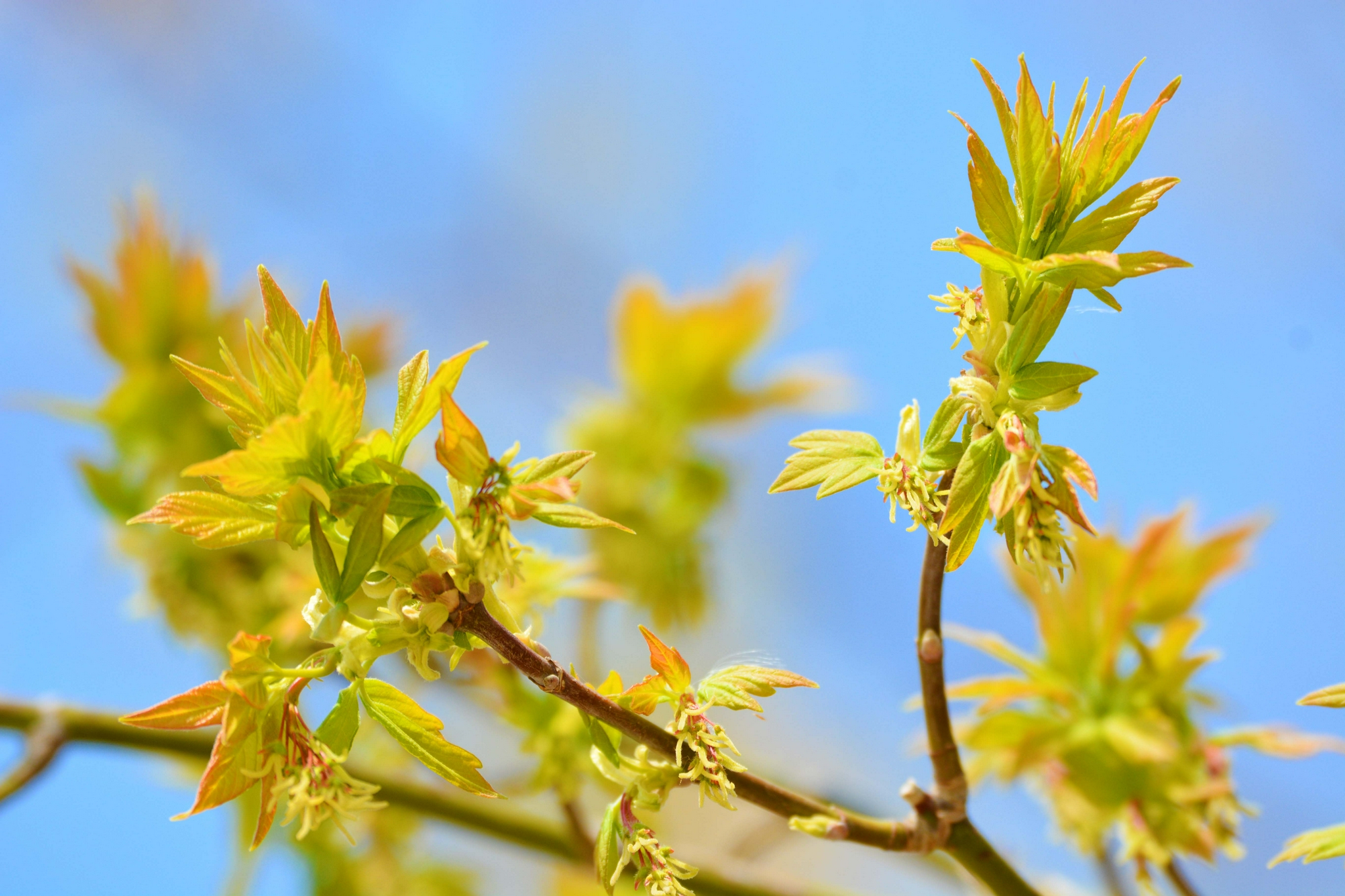 白蜡树新芽,原创拍摄|白蜡树|原创|拍摄_新浪新闻