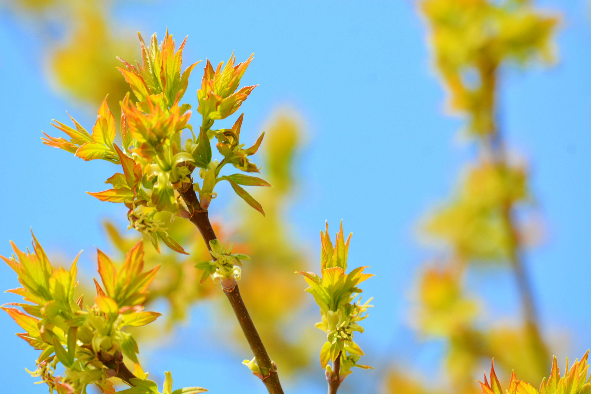 白蜡树新芽,原创拍摄|白蜡树|原创|拍摄_新浪新闻
