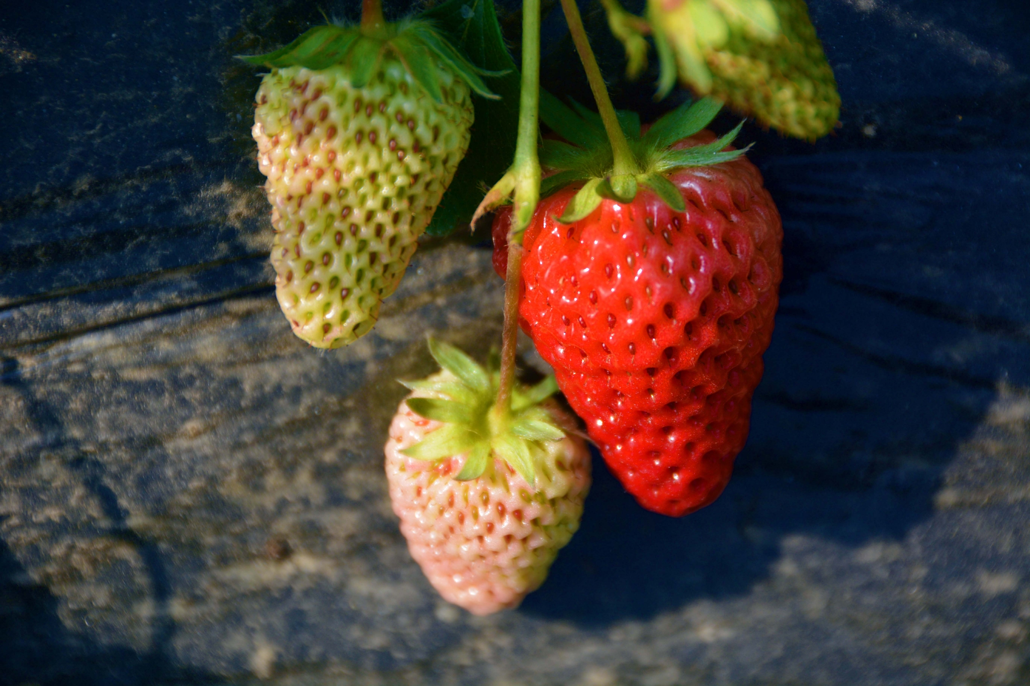 没成熟的草莓,原创拍摄