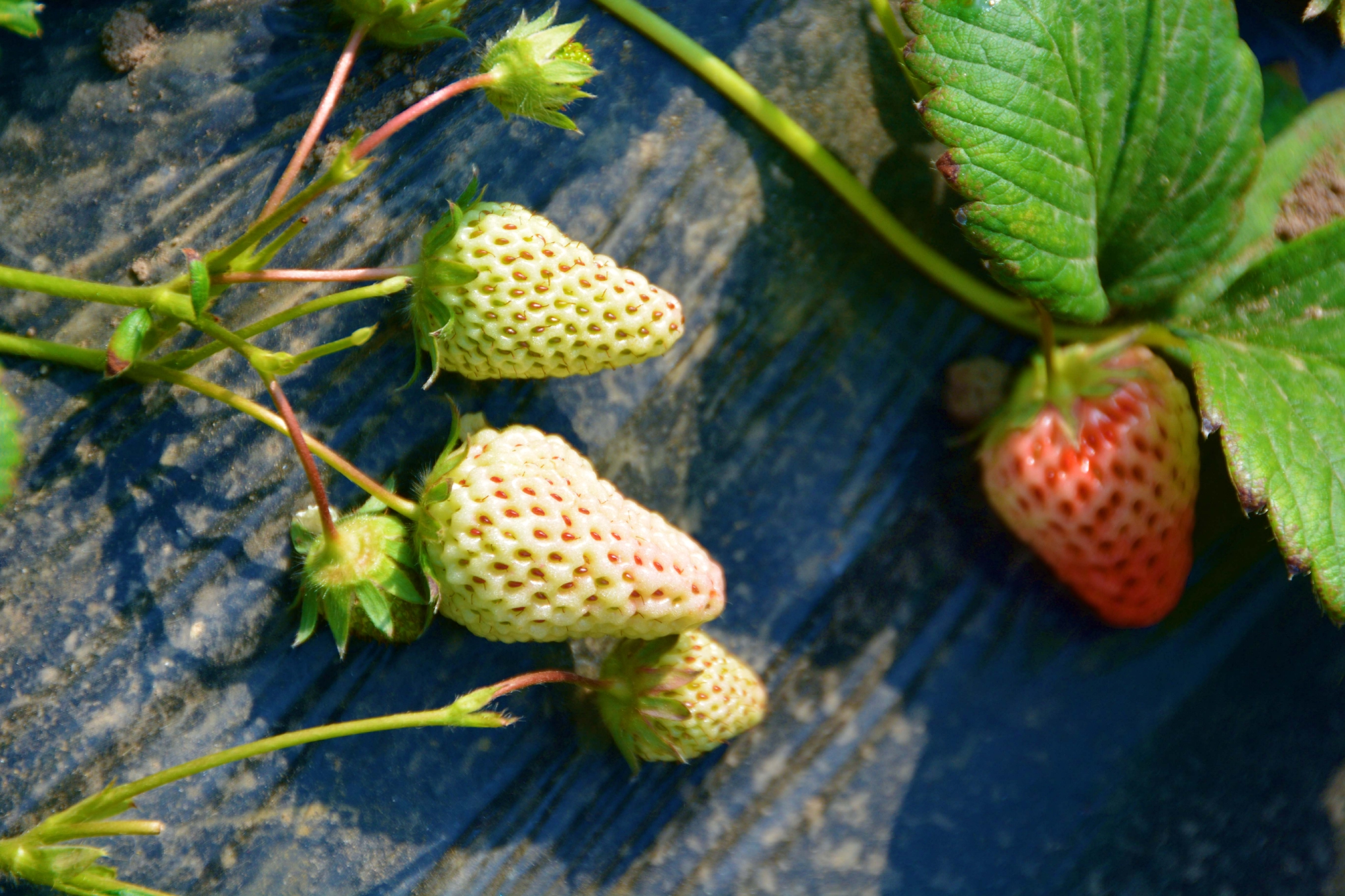 没成熟的草莓,原创拍摄