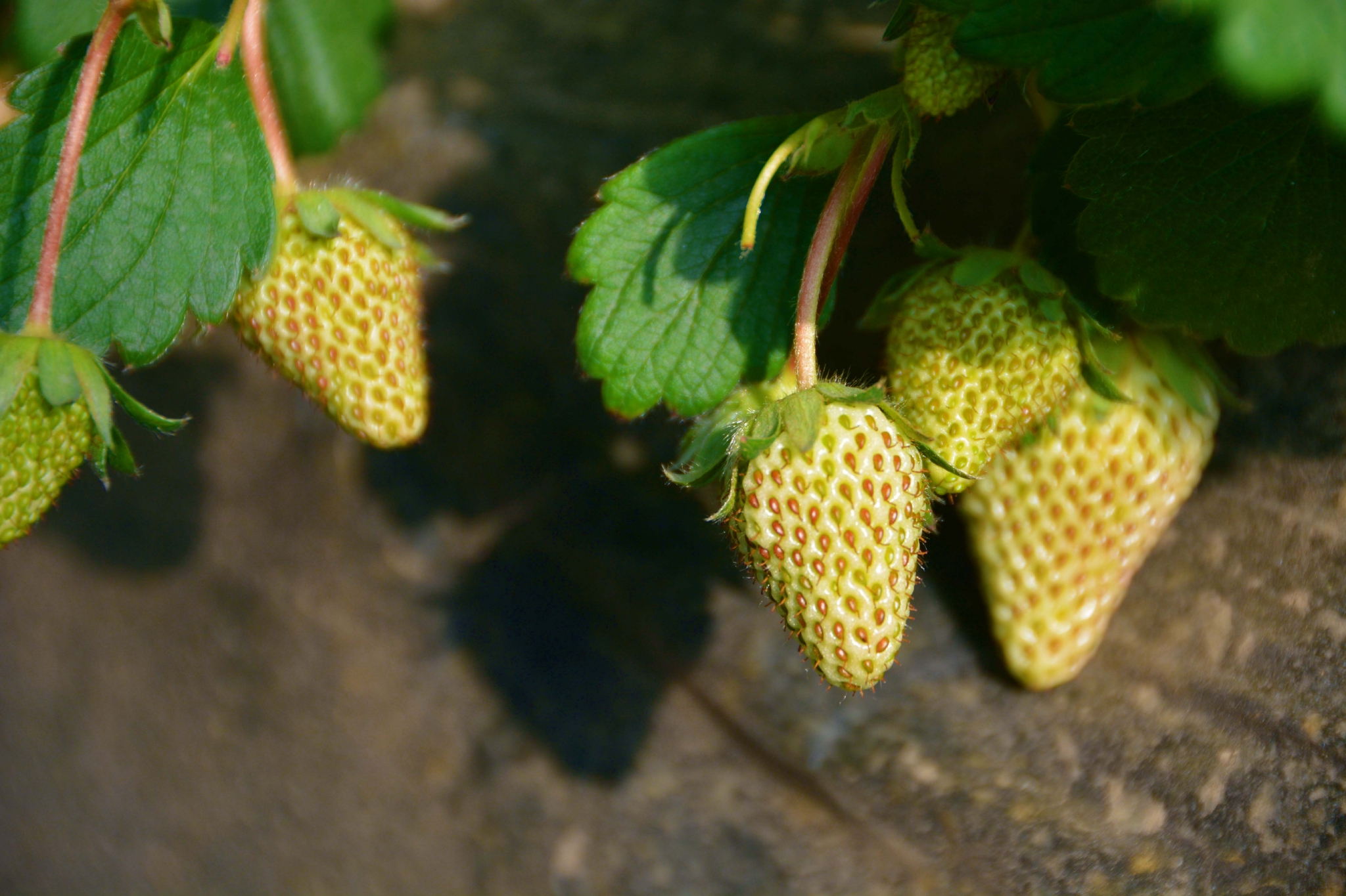 没成熟的草莓,原创拍摄