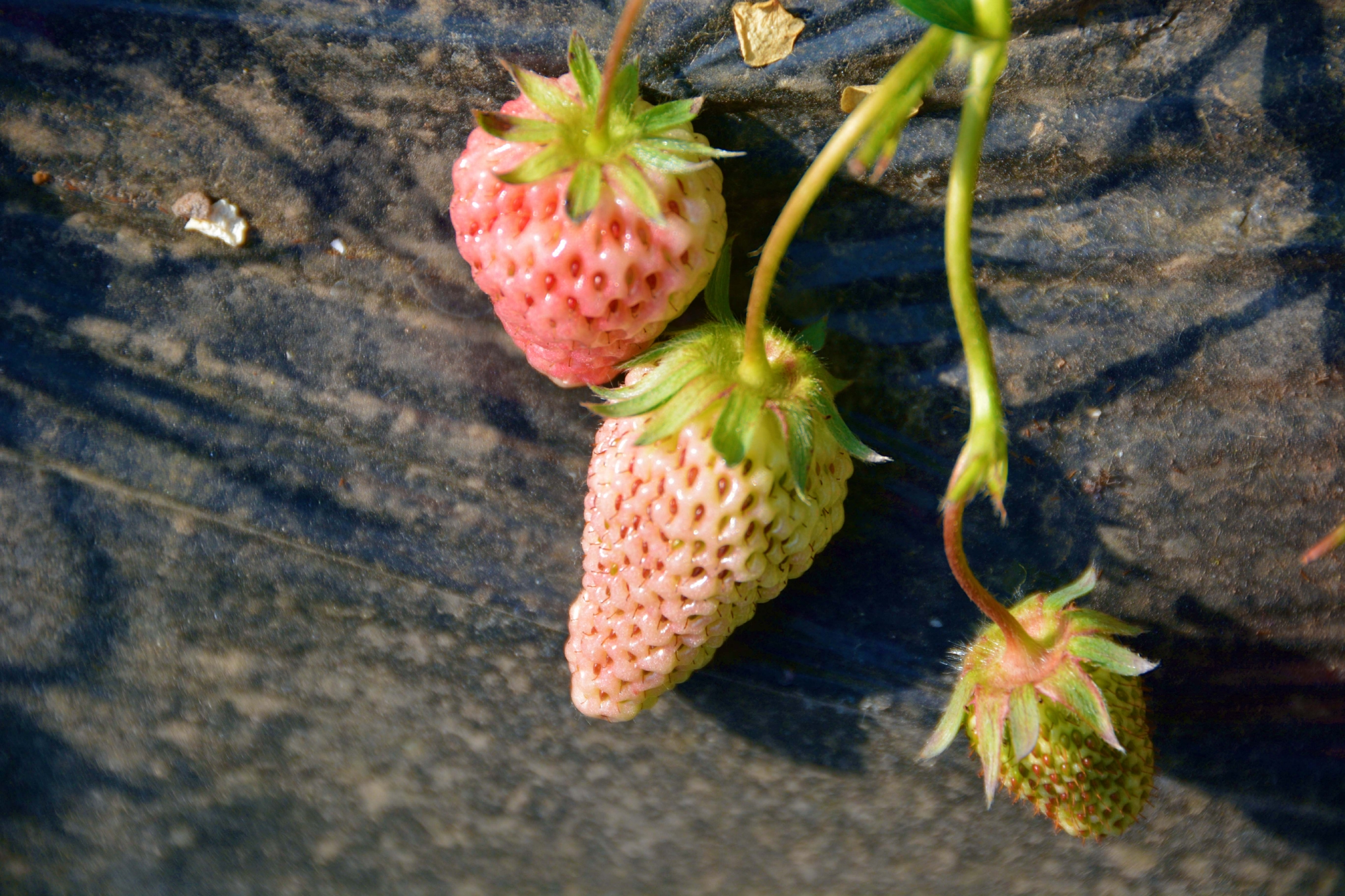 没成熟的草莓,原创拍摄