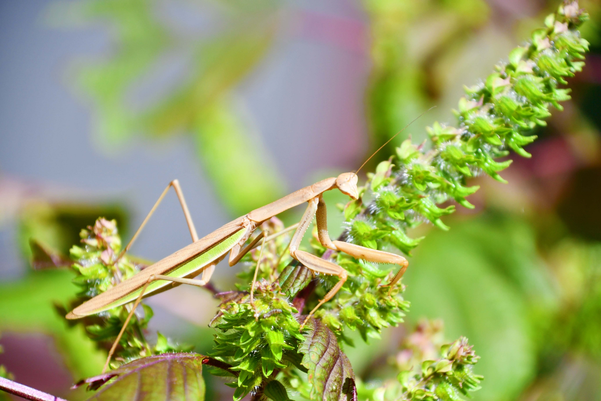 紫苏上的螳螂原创拍摄