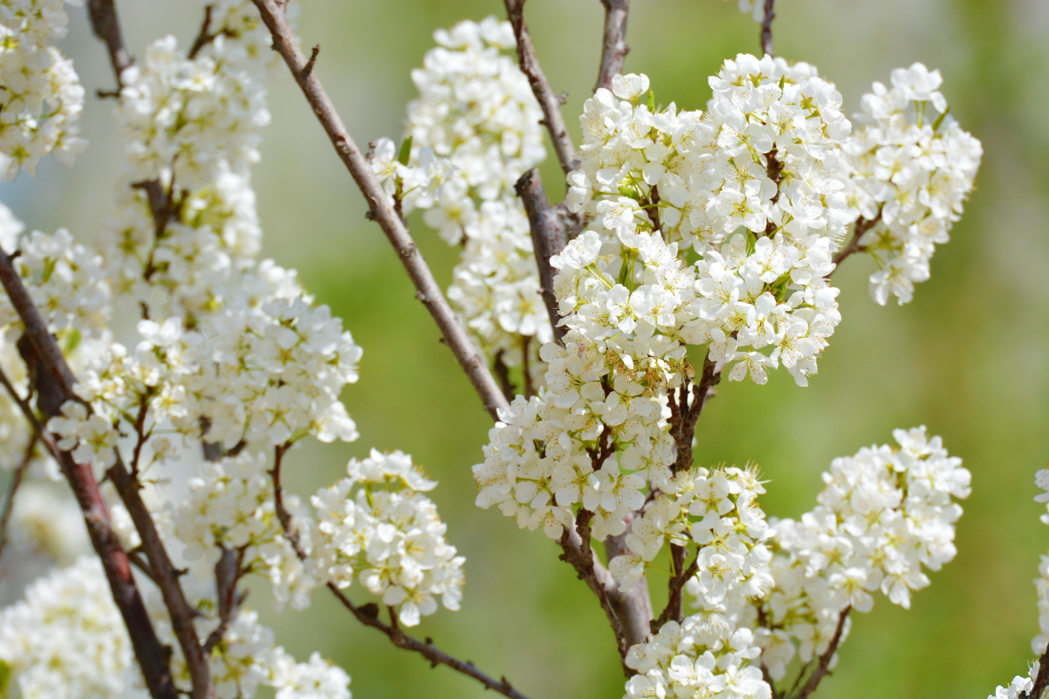 洁白的李子花原创拍摄