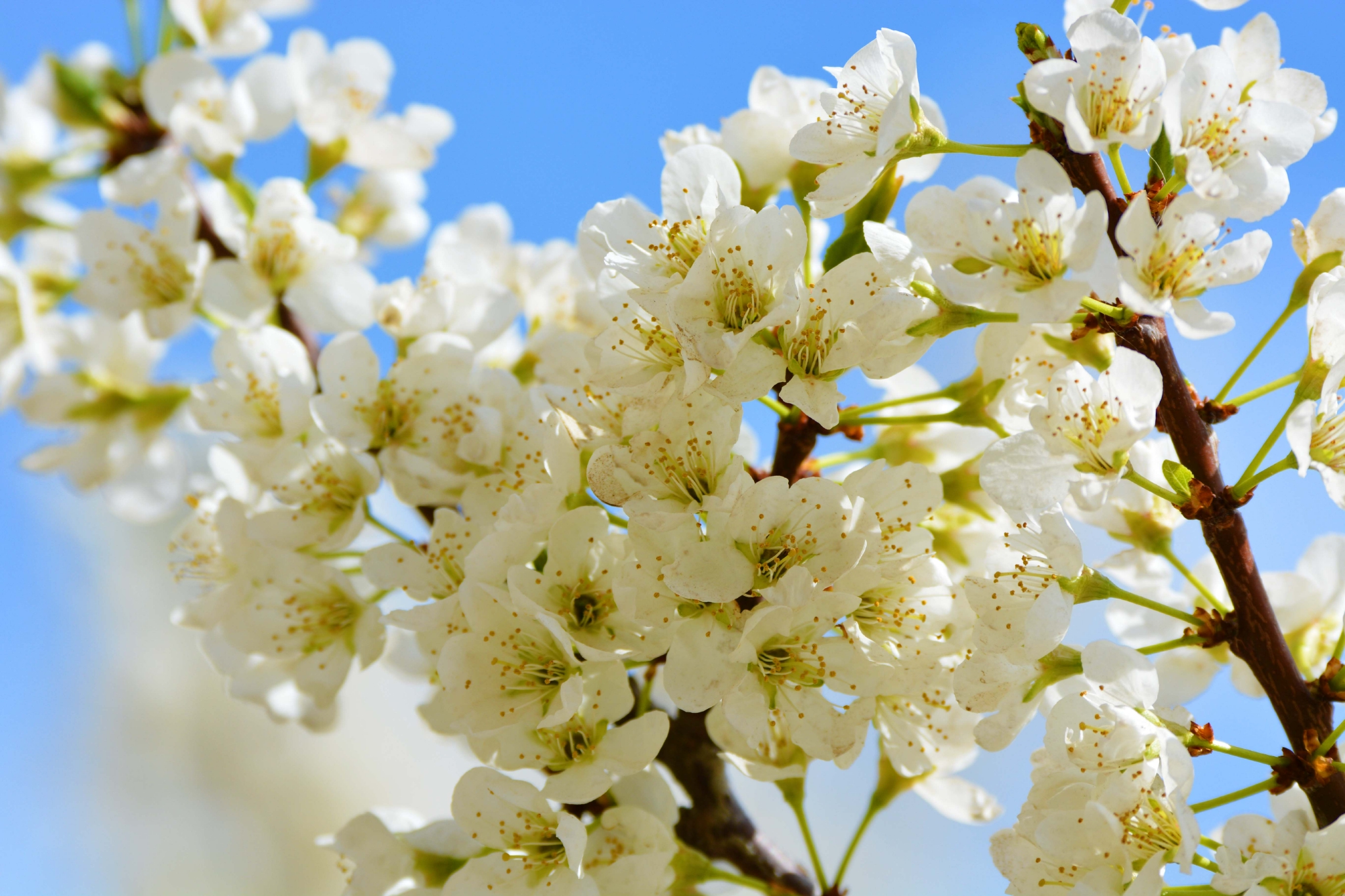 洁白的李子花,原创拍摄|李子|原创|拍摄_新浪新闻