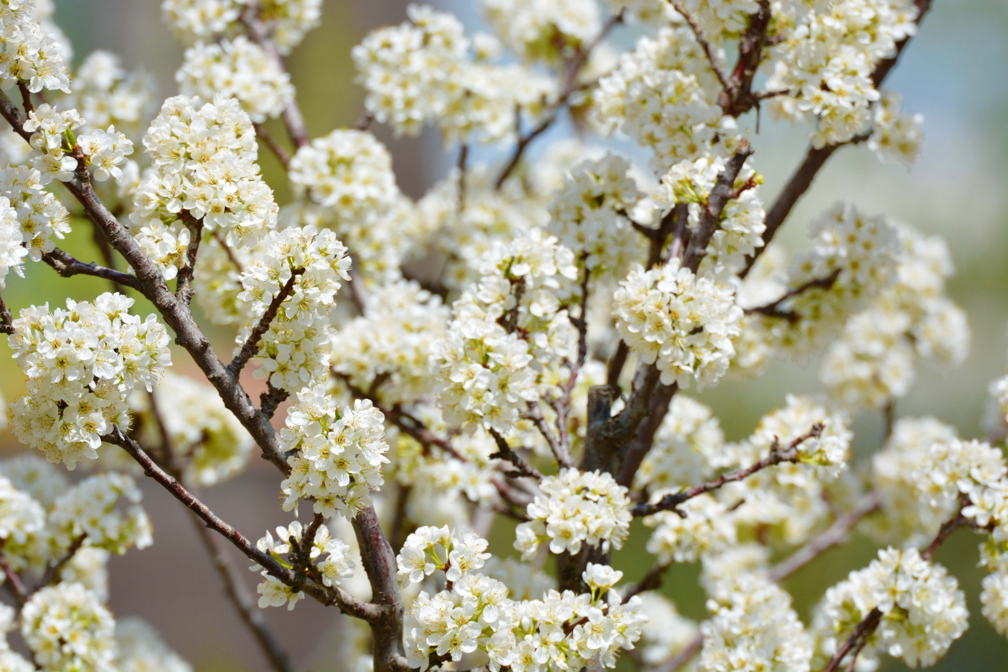 洁白的李子花原创拍摄