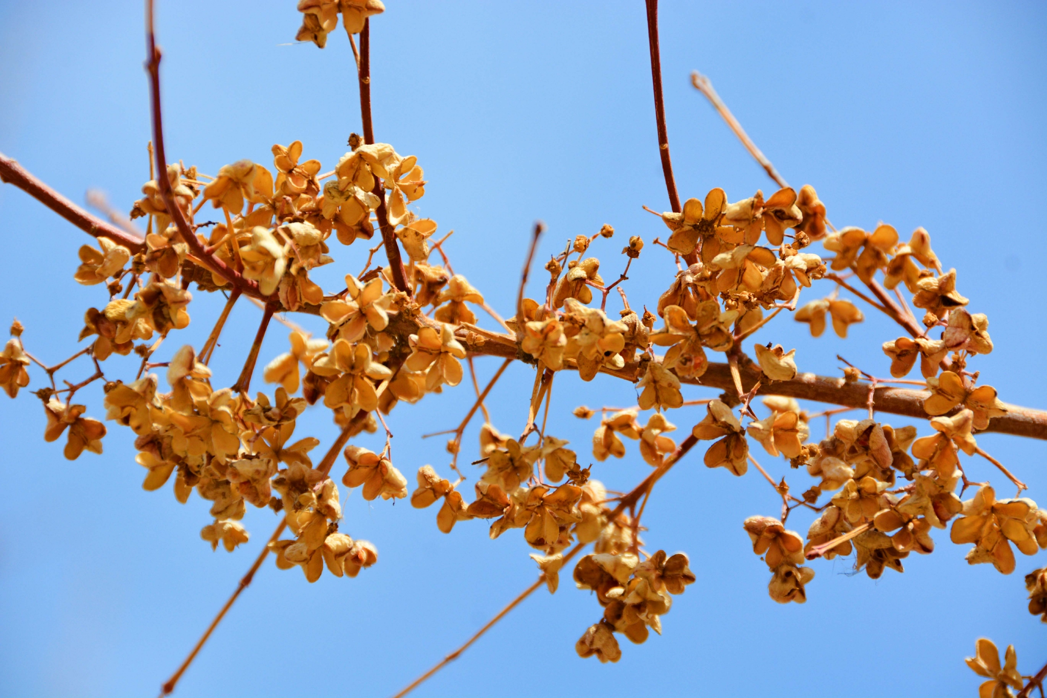 北方春天的白杜卫矛果实,原创拍摄|卫矛|果实|原创_新浪新闻