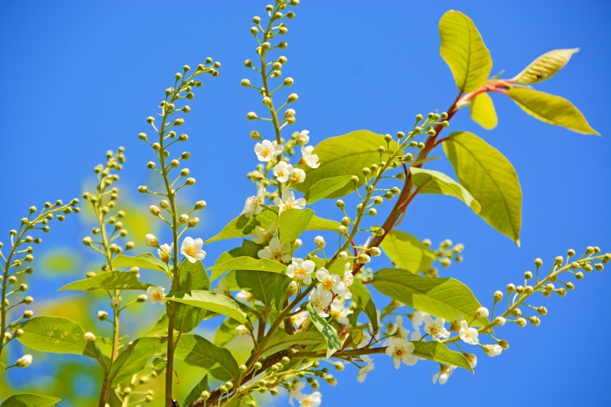 春天半开未开的稠李花,原创拍摄_高清图集_新浪网
