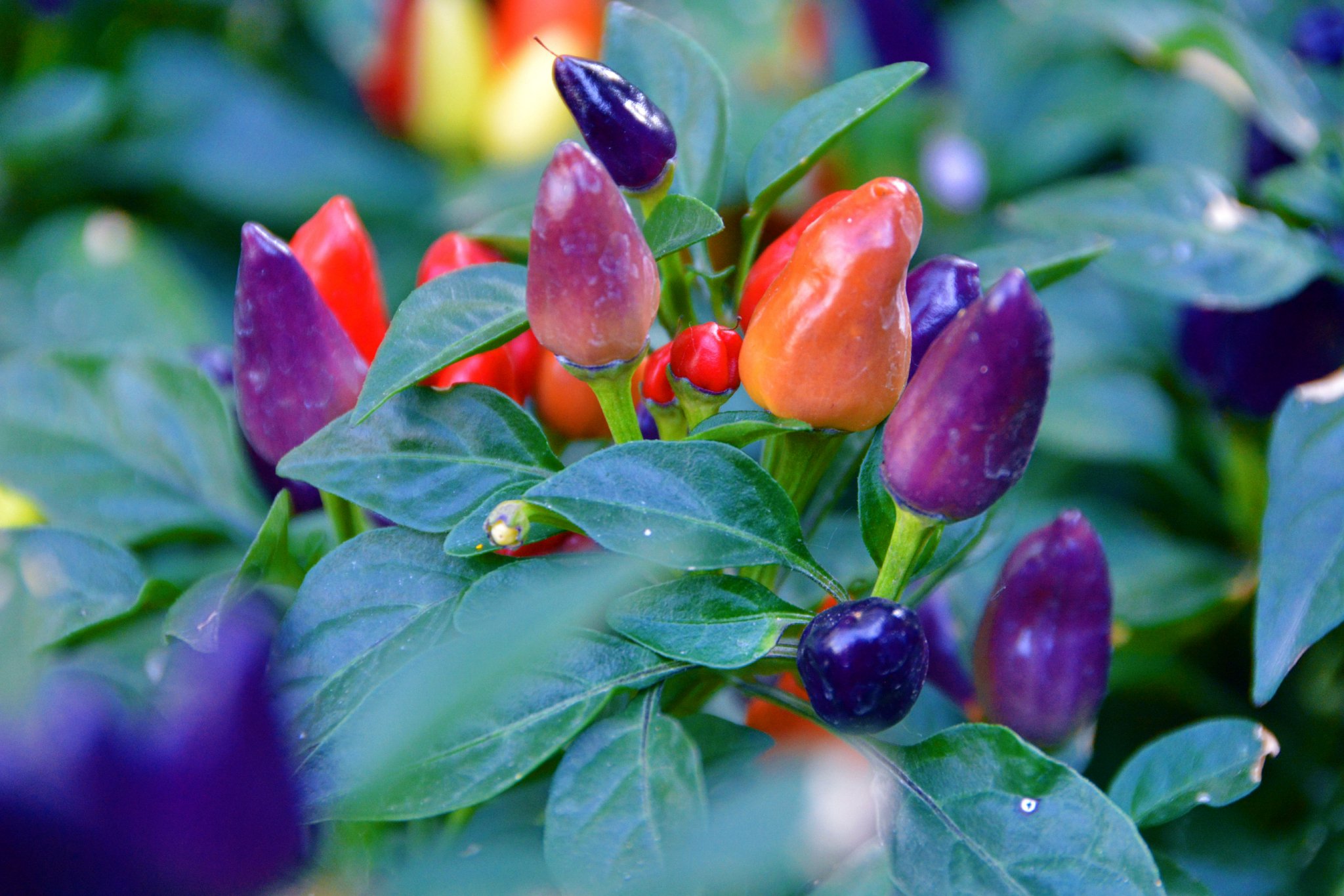 彩椒朝天椒,原创拍摄
