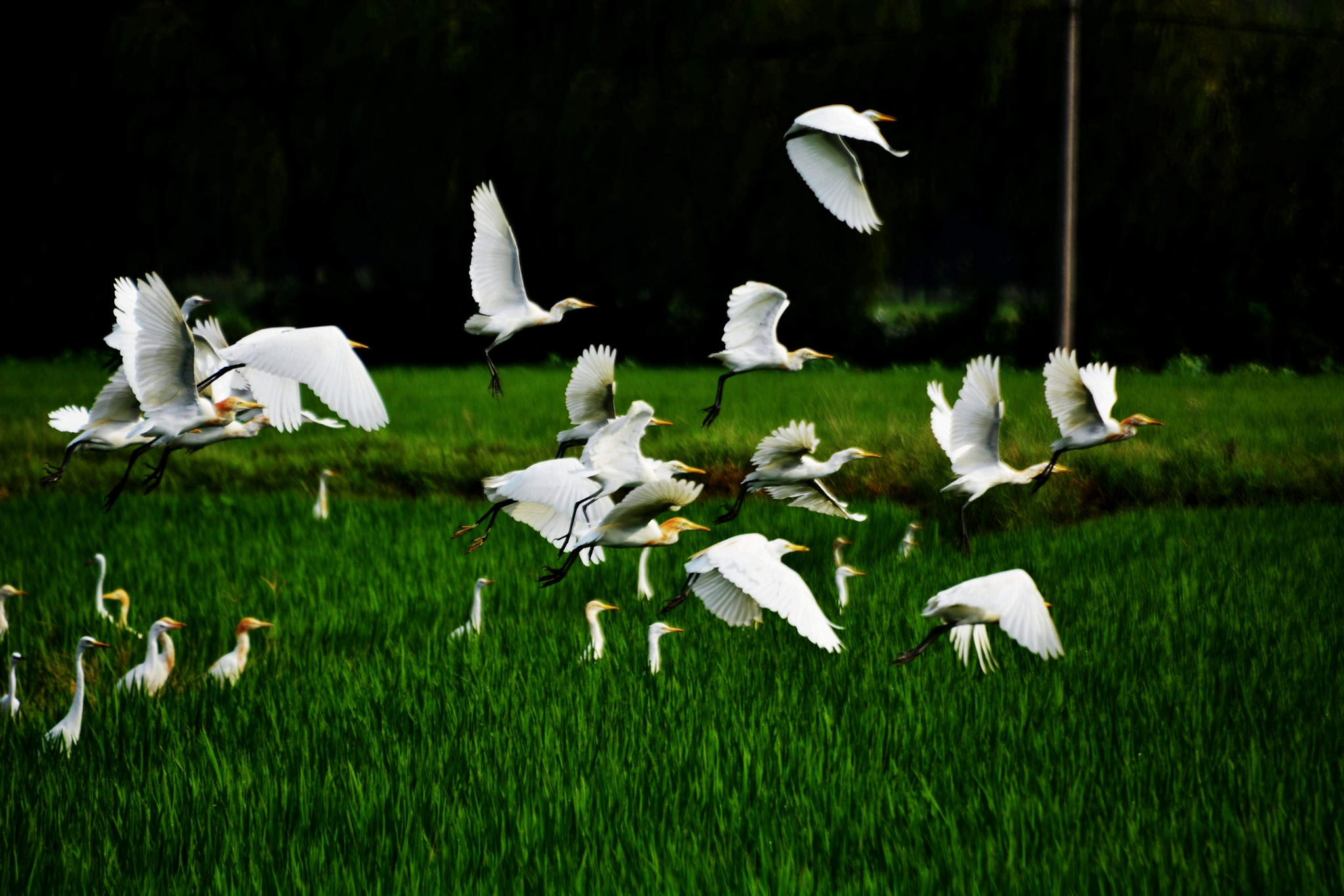 广东最神奇的生态景点，巴金写的“鸟的天堂”原来在这！你知道吗？
