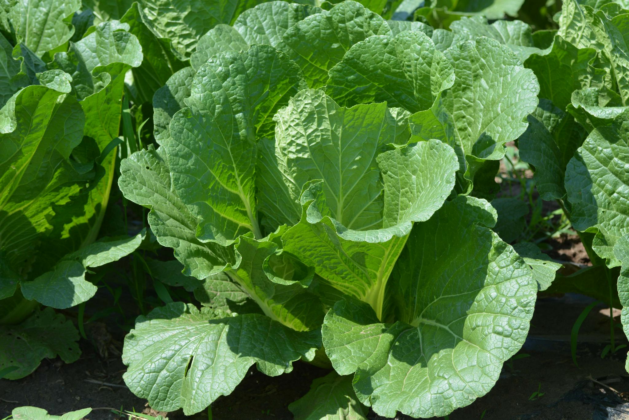 大白菜原创拍摄