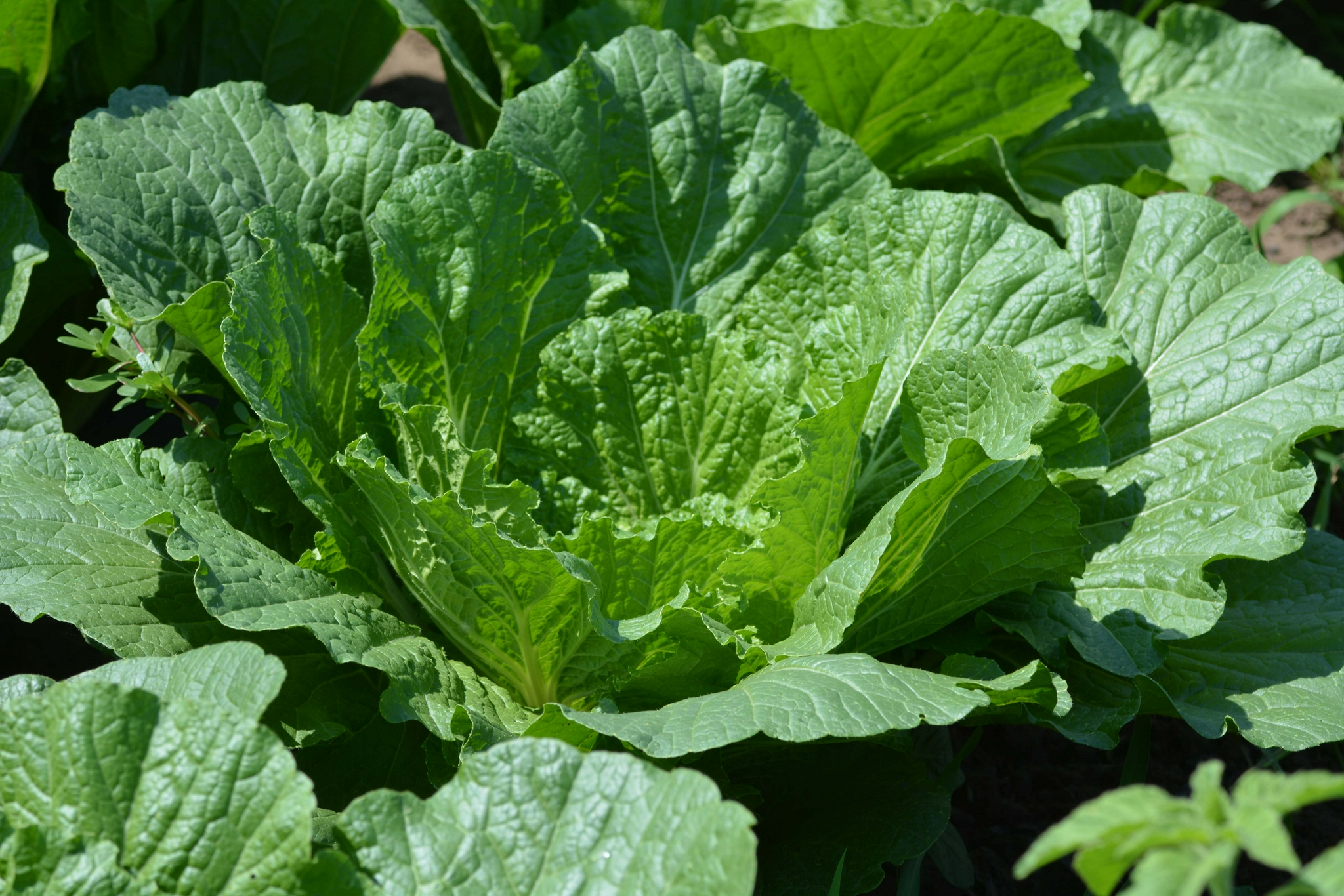 大白菜原创拍摄