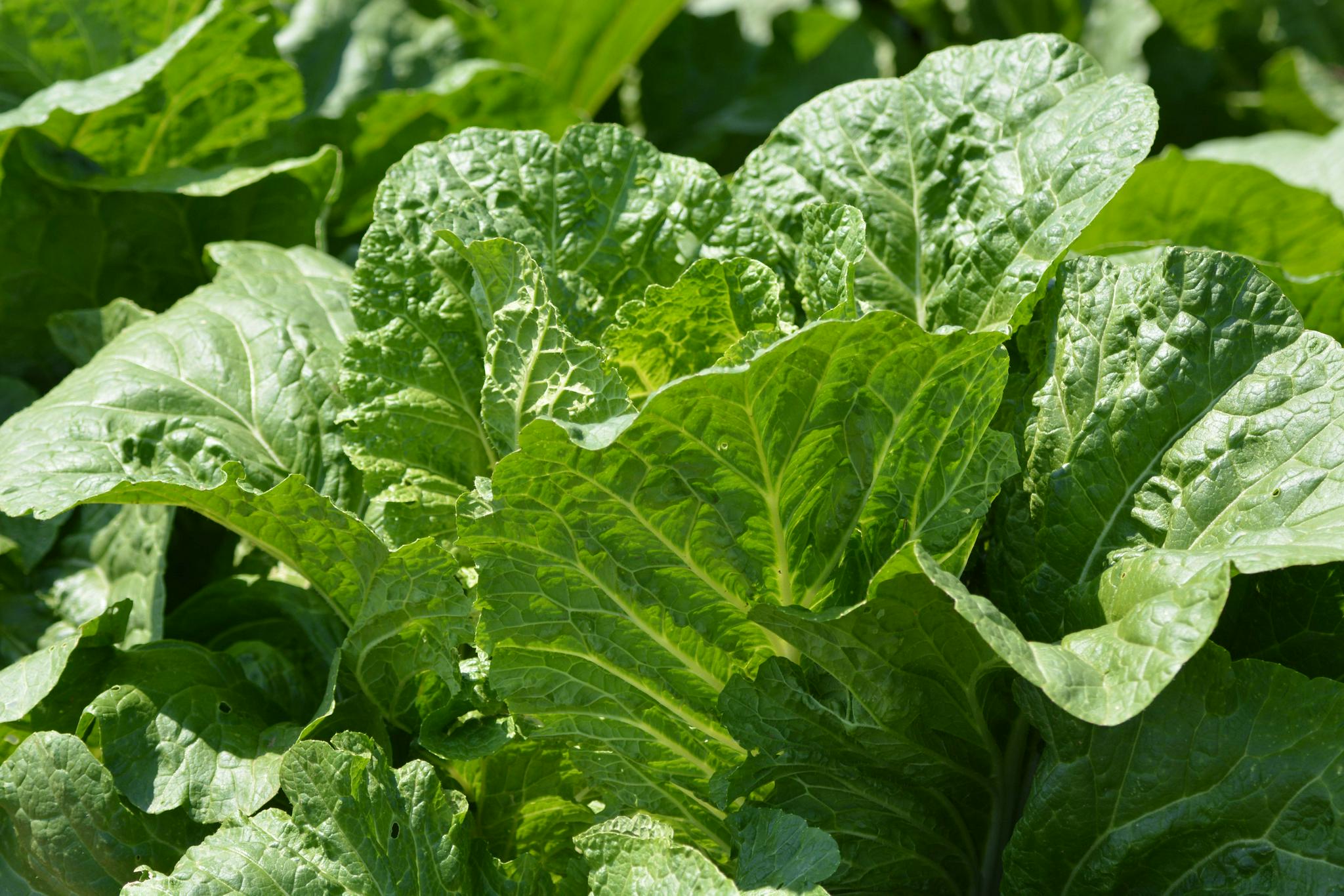 大白菜原创拍摄