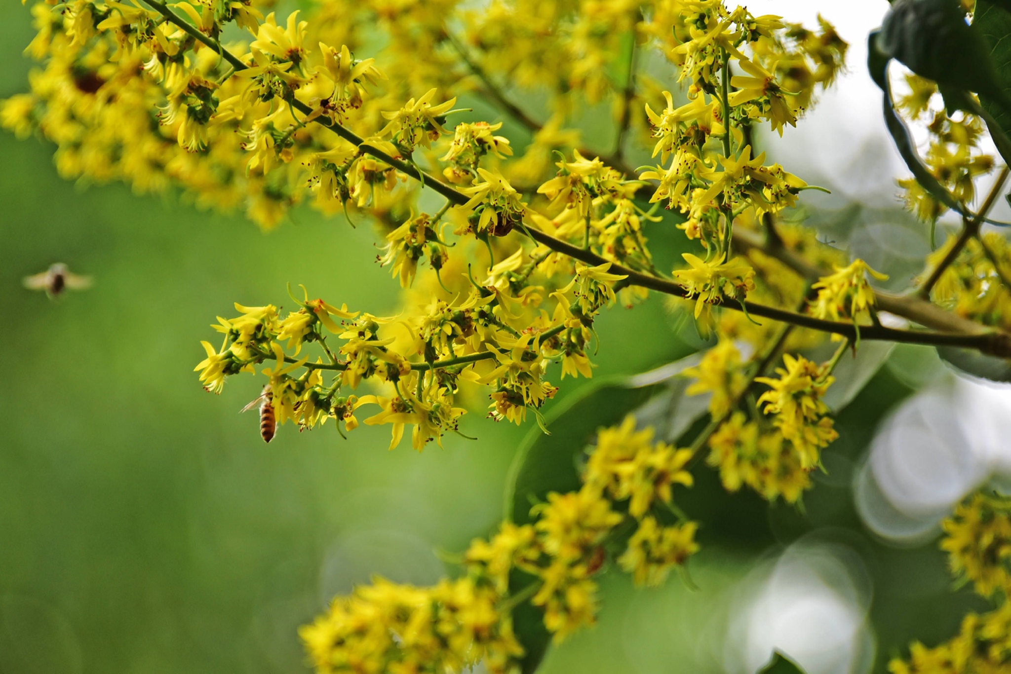 虽然秋日高温,路边栾树已花开点点,秋天正在向我们走来。|栾树|花开|高温_新浪新闻