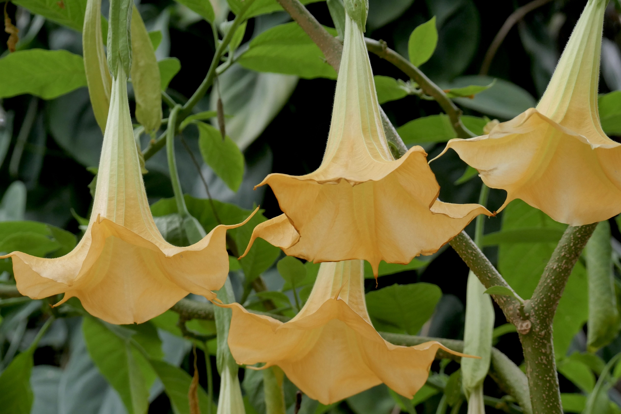 木本曼陀罗(中科院武汉植物园)__财经头条