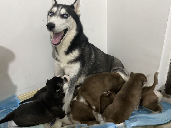 雪橇三傻中的二傻哈士奇表情包界的扛把子