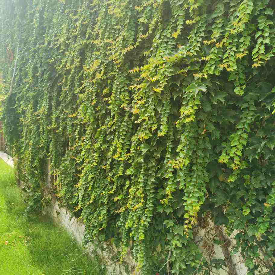 3种能爬满墙的植物,根本停不下来,养在家里要慎重!