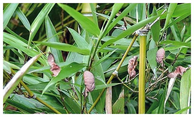 酷似腰果,又像蚕茧,人称"竹三七",是镇咳祛痰,治风湿良药