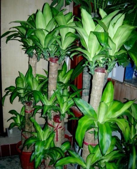 比绿萝还好养的"巴西木",2个方法,水培精致无比,土养最大气