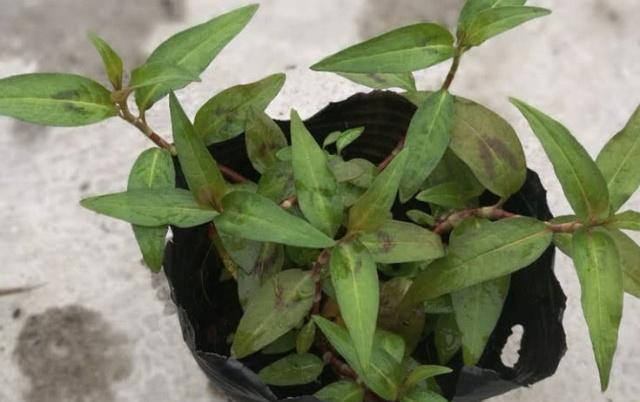 有一种名为香蓼的野菜可以食用,也可以入药,但它在人们生活中最广泛的