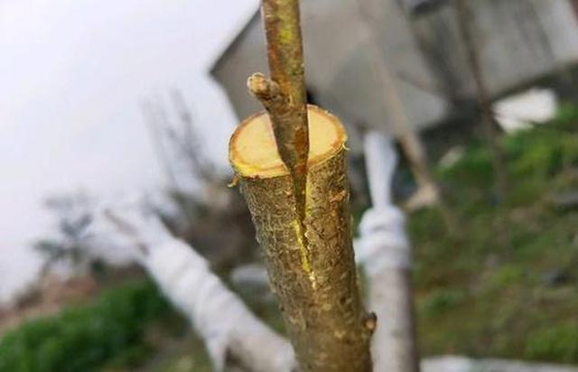 第一次嫁接这么粗的桃树要是这样嫁接活了来年不愁桃子了
