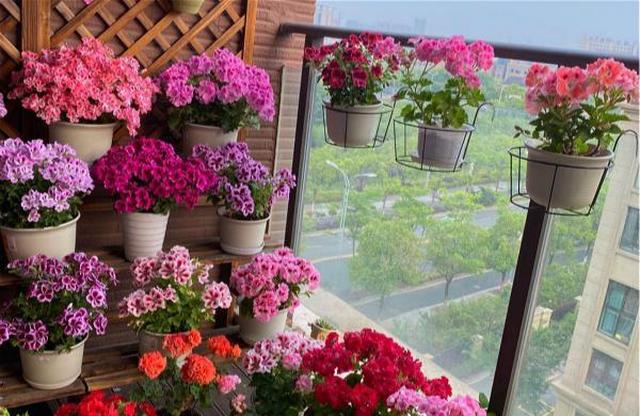 家有阳台,我建议你养这4种花,一年开花230天,隔
