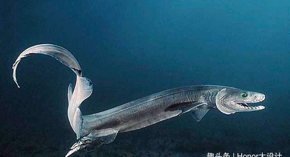 世界上最奇特的生物 皱鳃鲨榜上有名 是最原始的鲨鱼之一 皱鳃鲨 鲨鱼 白鲸 新浪新闻