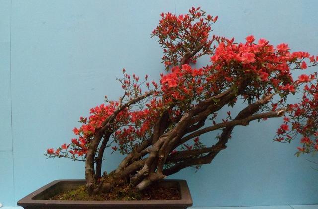 还要注意什么才能更美|映山红|枝干|盆景_新浪新闻