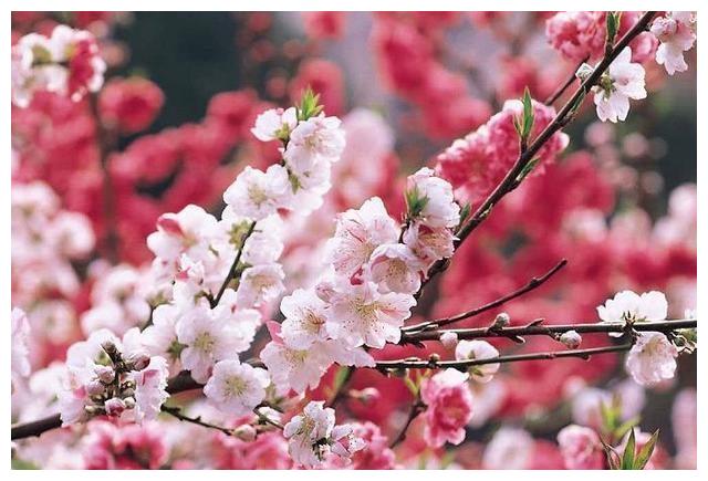 2022生肖蛇女的桃花贵人是谁以及桃花运如何