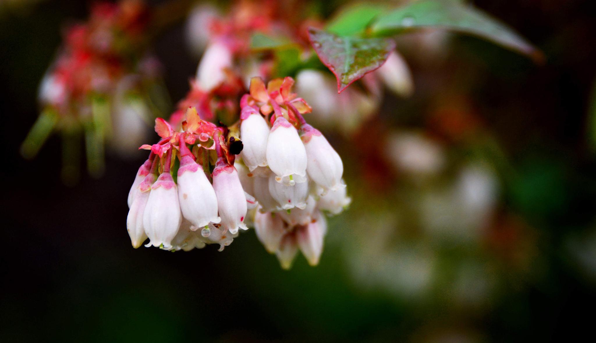 蓝莓花与果实摄于江苏无锡锡山区锡北镇斗山辛巷家庭农场