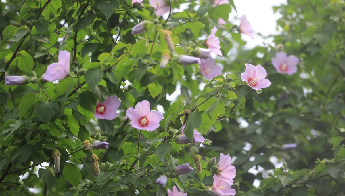 路边长满"鸡肉花",花大色艳开花200天,好吃能做"女人药"