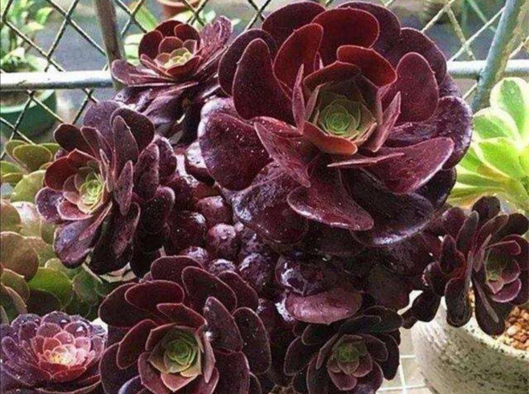 养多肉黑法师,掌握4个养护关键点,长势健壮,状态美|植株|法师|养护