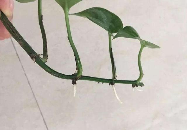 绿萝气生根的4个妙用,充分利用起来,200天爬满墙不难