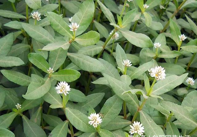 花生草一种入侵植物泛滥成灾嫩芽可以食用如今5元一斤