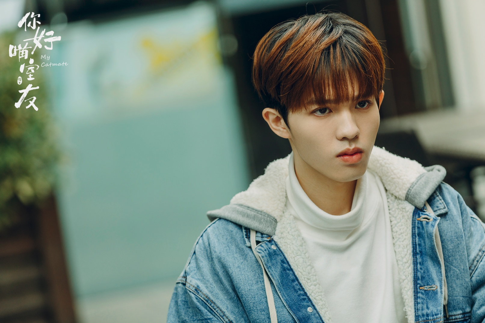 《你好喵室友》大结局催泪上线 萌宠王剧触及生命意义|杨天翔|你好喵