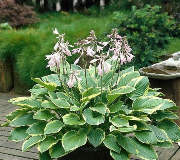 当然也要根据玉簪花的品种来决定,一些叶子翠绿的玉簪品种耐荫性会