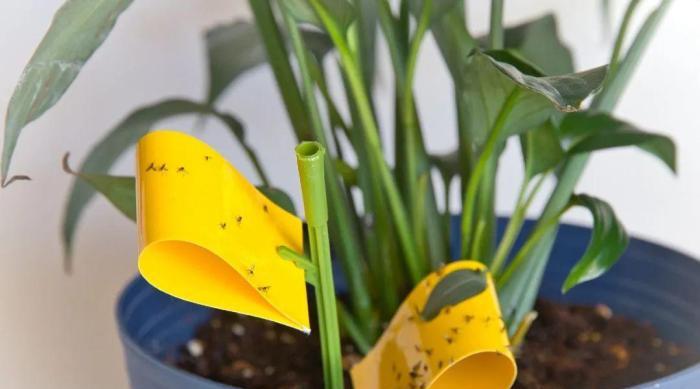 花里面的土发霉 盆栽植物的土壤发霉不要大惊小怪 知道这个小技巧 轻轻松松搞定 上海轩冶木业有限公司