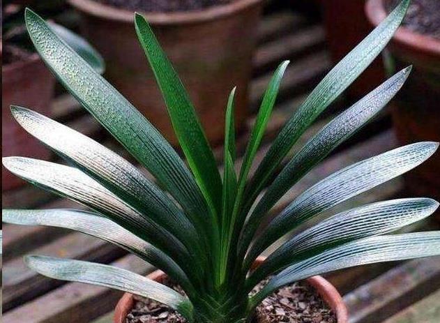 君子兰叶片发软怎么回事?逃不出5个原因!