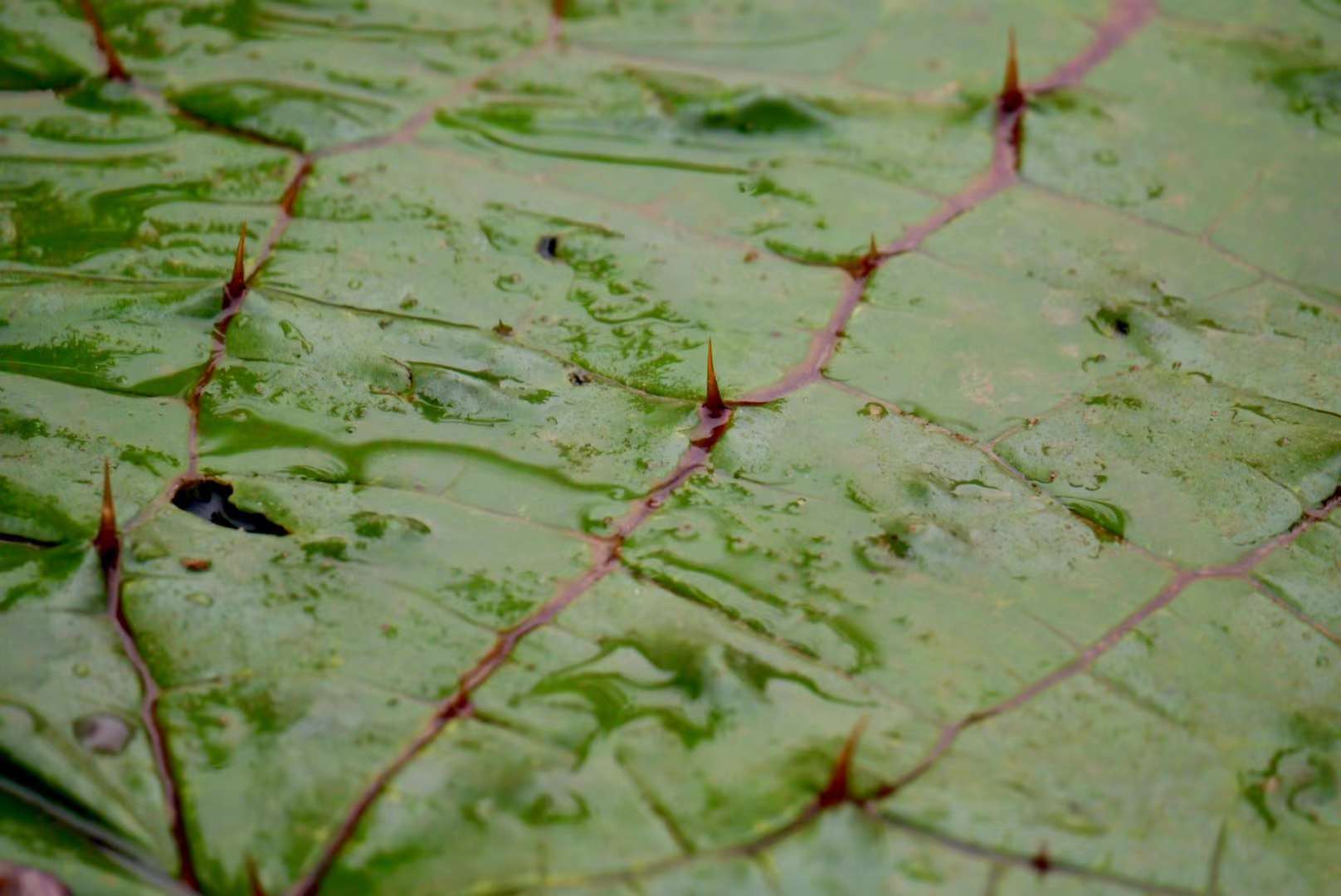 水生植物芡实(别名鸡头米)__财经头条