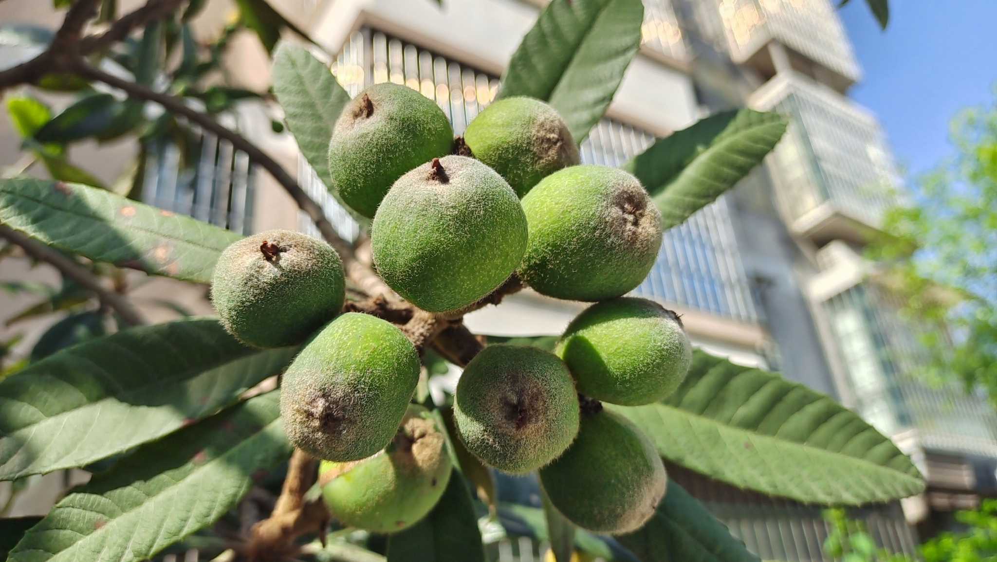 吉安随拍:枇杷树结了果子_高清图集_新浪网