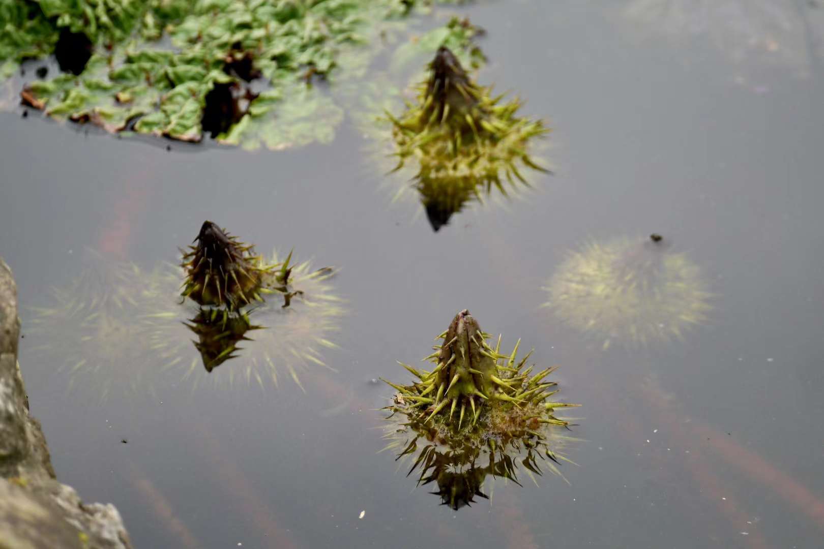 水生植物芡实(别名鸡头米)__财经头条
