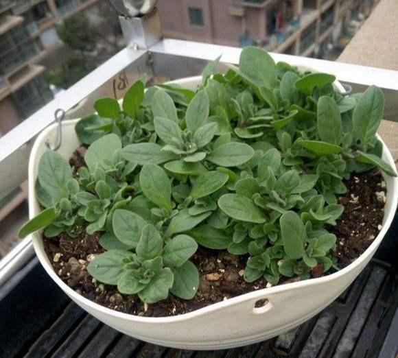 春天养盆矮牵牛,修修剪剪,花开几千朵,天天"吹喇叭"|矮牵牛|花开|分枝