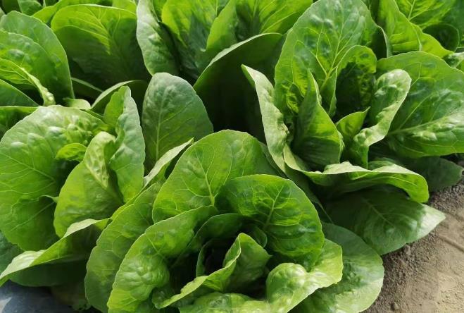 孔雀菜具有不错的市场前景深受消费者喜爱你有兴趣栽培吗