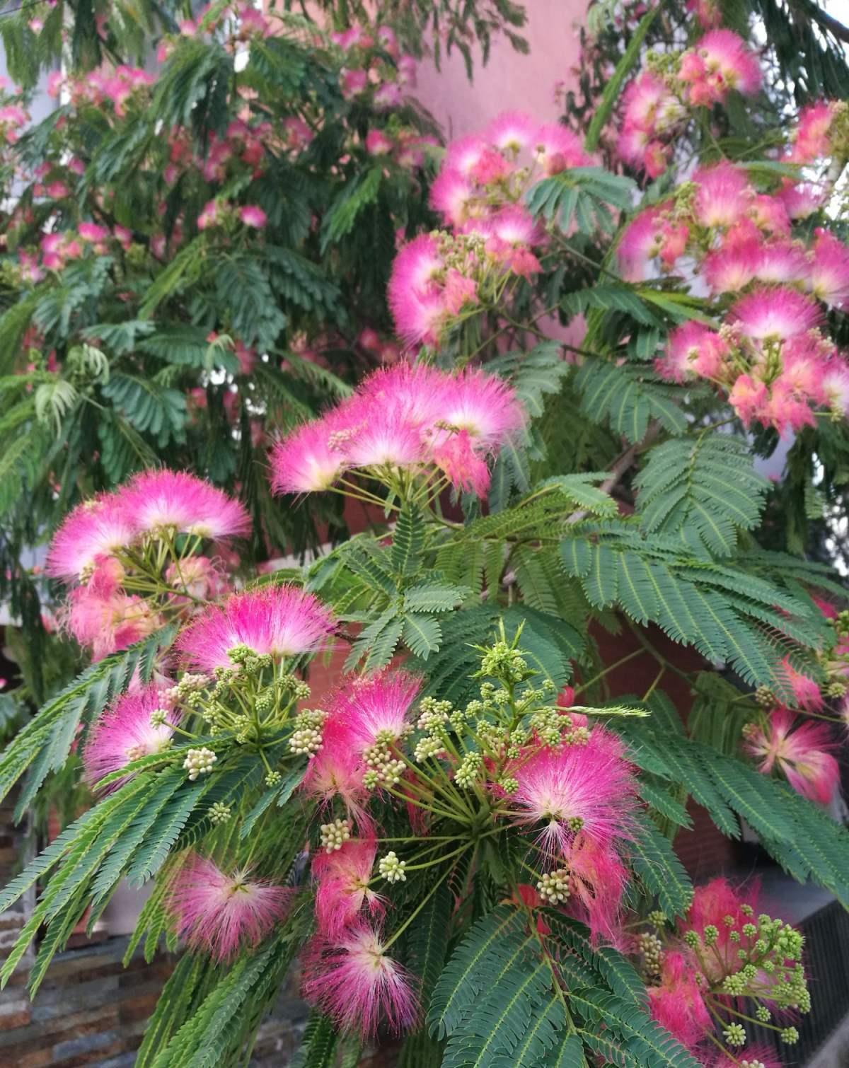 4步养出合欢花盆景,美到窒息,任谁看了也喜欢!