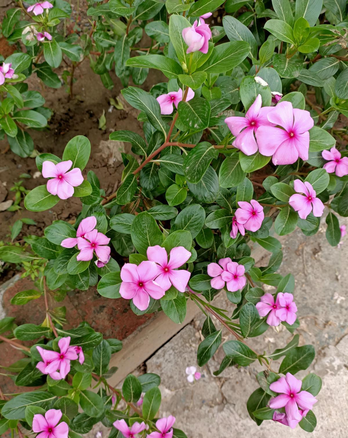 长春花的花期是非常长的,只要是温度合适的话,一年四季都是能开花的.