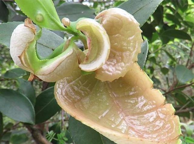 这种果子叫"茶泡",必须满足3个条件才能活下来了,种植太困难