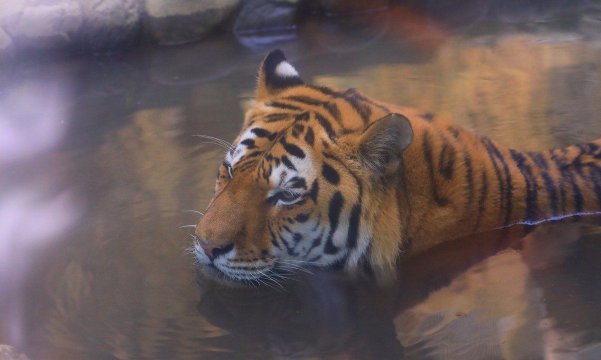 优哉游哉的虎大王 看起来跟咱家里的大橘猫也没什么区别 优哉游哉的虎大王 看起来跟咱家里的大橘猫也没什么区别