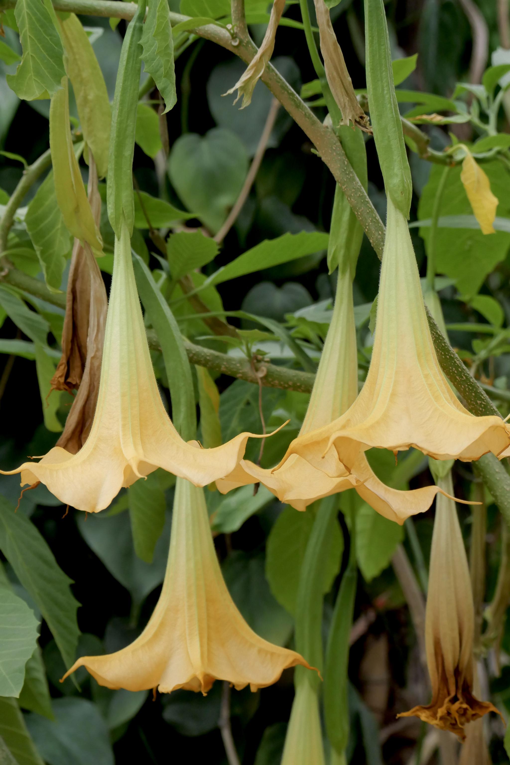 木本曼陀罗(中科院武汉植物园)__财经头条