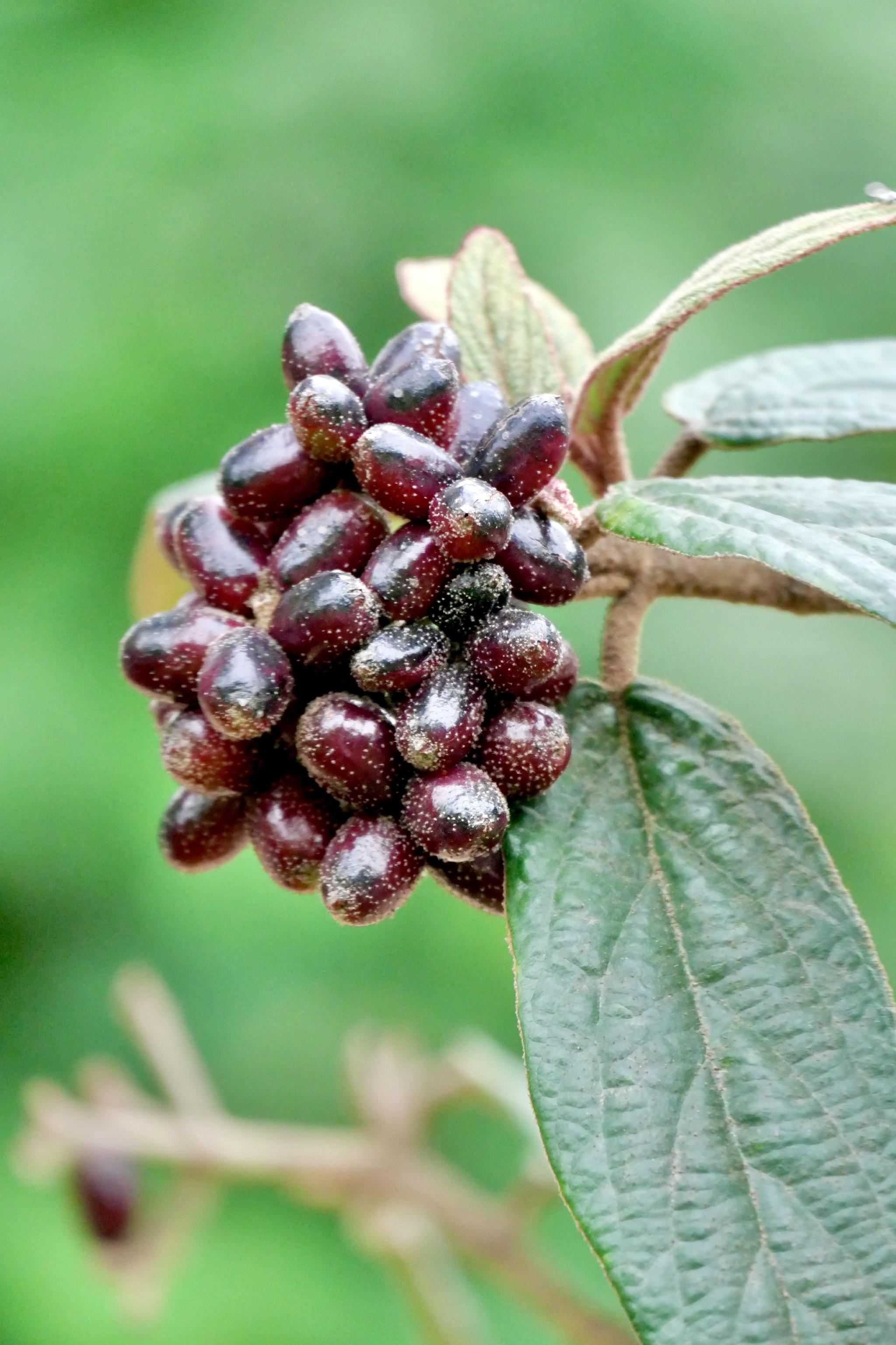皱叶荚蒾·果(中科院武汉植物园)
