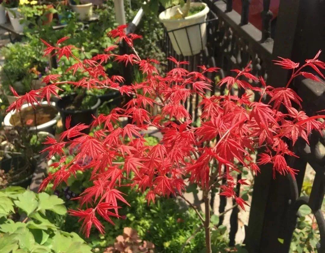 红舞姬的植株更娇小,叶片也相对迷你,属于小号的枫叶,但是它的颜色却